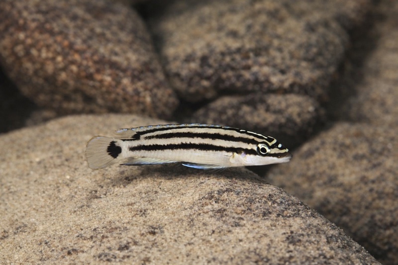 Julidochromis cf. ornatus 'Kiku'